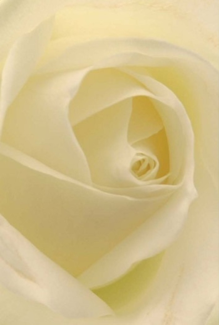Viewed from up close, this classic white rose becomes a study in tranquility and sophistication-a seamless blend of cream and soft white, illuminated as though each petal glowed from within. The spiraled heart stands as a symbol of purity, while the outer layers, arranged in perfect succession, hint at both the fragility and quiet strength that often mark life's most heartfelt milestones. The soft lighting is reminiscent of morning sun streaming through Belvedere's tree-lined avenues, bringing out gentle shadows that add a hypnotic depth to the bloom. Craftsmanship is evident not just in the rose's form, but in its elegant arrangement-ideal for conveying heartfelt apologies, romantic intentions, or adding an understated touch of grace to wedding celebrations in Belvedere's historic venues. There is an unspoken fragrance in the air-clean, serene, unfailingly appropriate for any sentiment, lingering like a comforting memory after a stroll past the flower stalls on Picardy Street. The subtle interplay of colour and texture elevates the rose, transforming a simple bloom into an exquisite representation of local artistry.